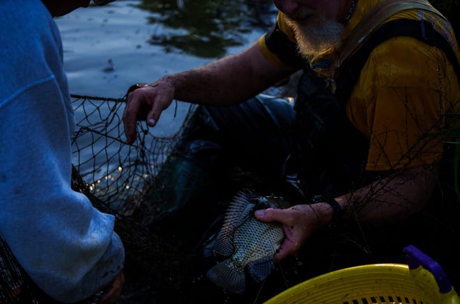 Un empleado de Caplinger's Fresh Catch Seafood Market pone tilapia en un balde el lunes 2 de octubre de 2023, mientras un equipo trabaja para retirar el pescado antes del clima frío.