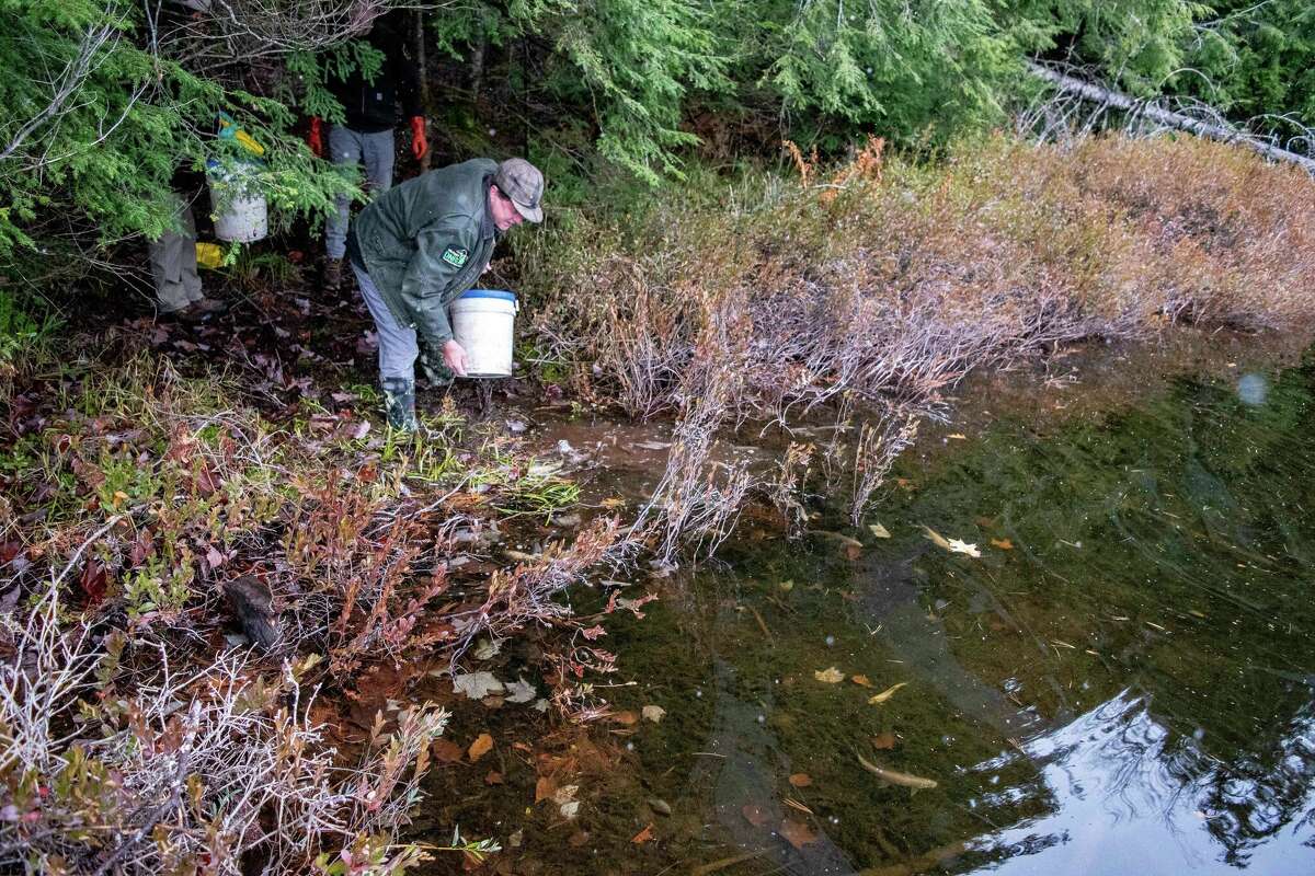 El biólogo George Madison del Departamento de Pesca de Recursos Naturales de Michigan arroja un cubo de tímalo ártico en el lago Penegore en el condado de Houghton en noviembre de 2023.